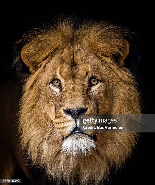 lion - lion head stockfoto's en -beelden