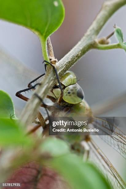 dragonfly holding on to a twig - amerikanische-bundesstaatsgrenze stock-fotos und bilder