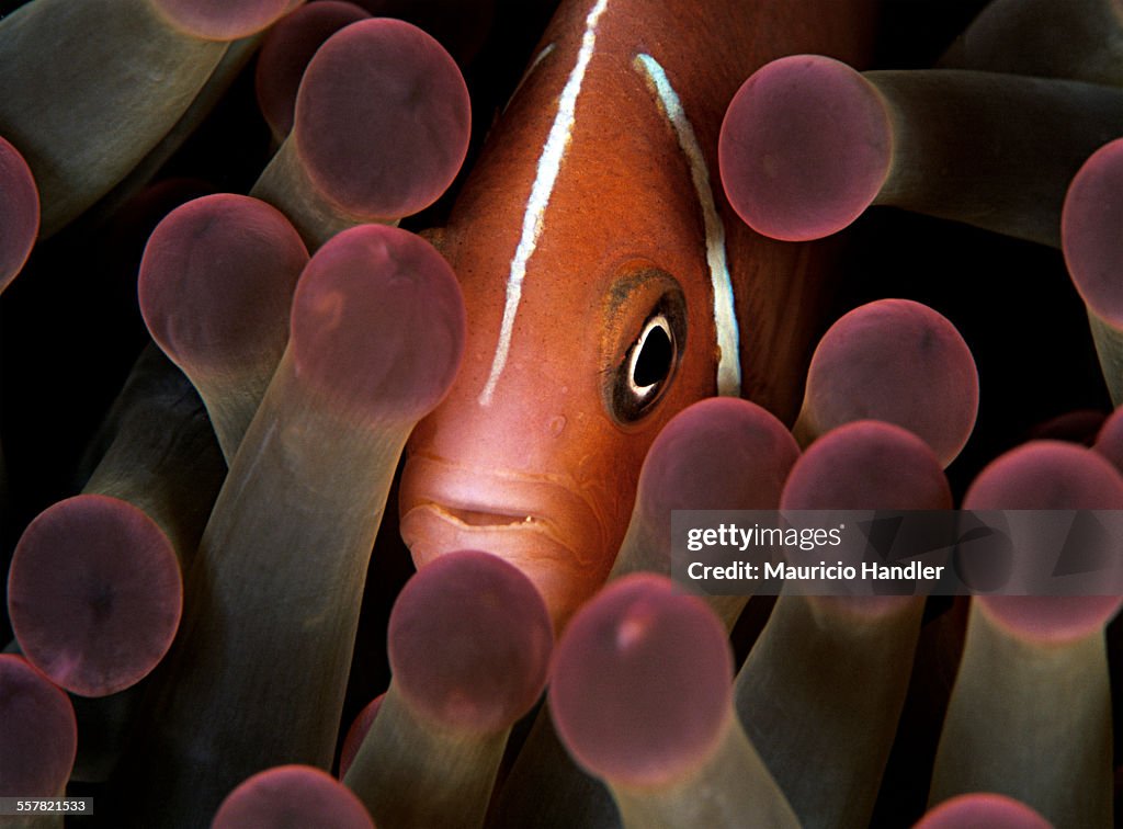 A Pink anemonefish, Amphiprion perideraion, peeks out from an anemone.