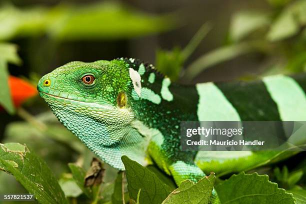 highly endangered fiji crested iguana, iguanidae brachylophus. - fiji crested iguana stockfoto's en -beelden