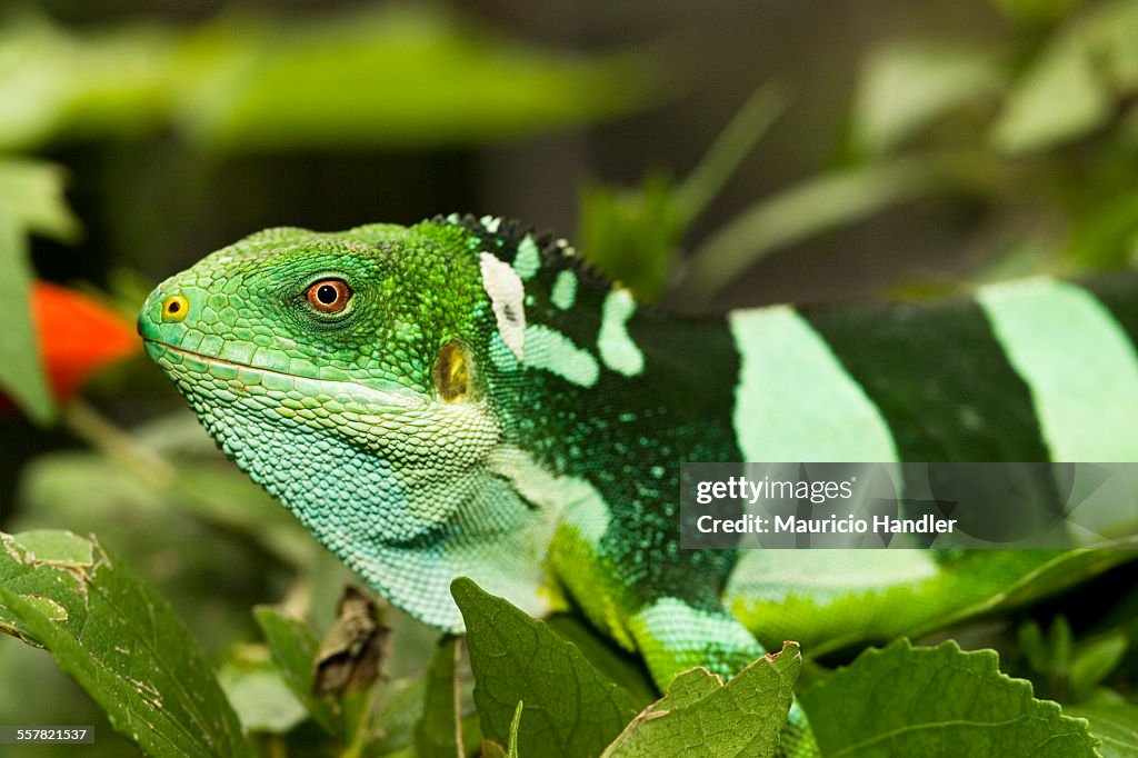Highly endangered Fiji crested iguana, Iguanidae brachylophus.
