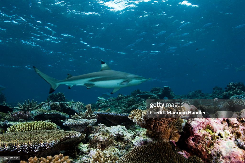 Blacktip Reef Shark, Carcharhinus melanopterus, over a coral reef.