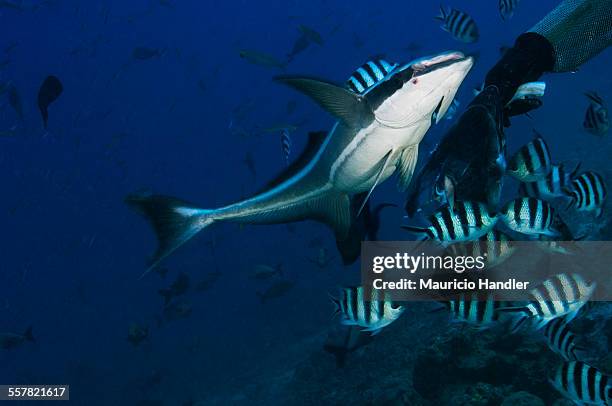 a large remora, echeneis naucrates eats scraps after a shark feeding. - echeneis remora stock pictures, royalty-free photos & images
