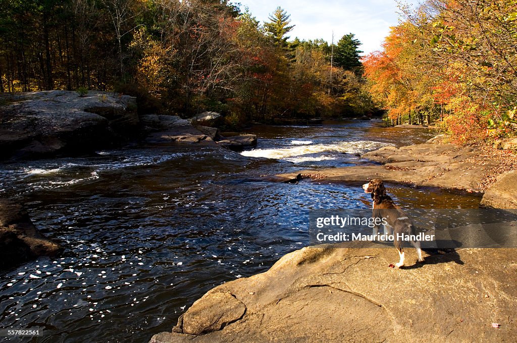 An English springer spaniel on a boulder overlooking a river in autumn.