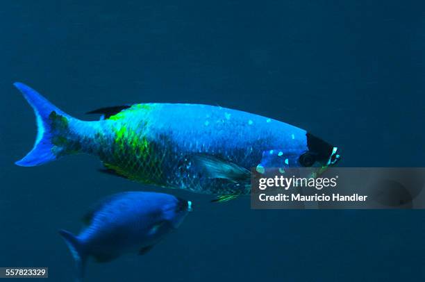 creole wrasse, clepticus parrae feeding in the current. - creole wrasse stock pictures, royalty-free photos & images
