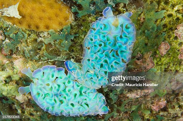 lettuce sea slugs, tridachia crispata, over coral. - crispata stock pictures, royalty-free photos & images