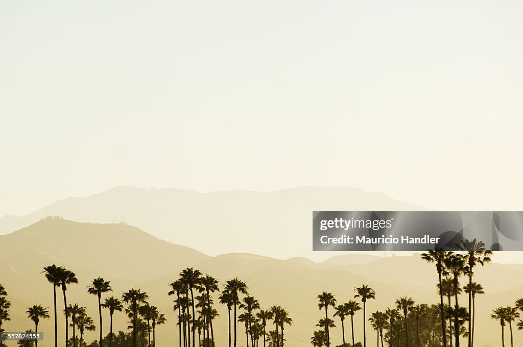 Palm Trees on the edge of the Santa Barbara hills at sunrise.