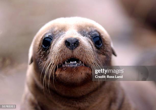 Hookers Sealion pup on Enderby Island in the Auckland Islands group , 476 kilometres from the southern tip of New Zealands South Island.