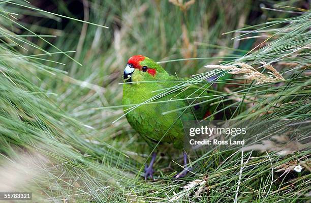 Kakariki feeds on grasses on Enderby Island in the subantarctic Auckland Islands group, situated 476 kilometres from the southern tip of New Zealands...