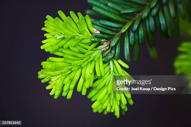 the color of new growth on a sprig of balsam fir - balsam fir stock pictures, royalty-free photos & images