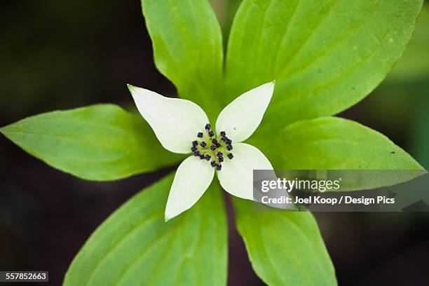 a white bunchberry (cornus canadensis) flower shows symmetry - bunchberry cornus canadensis stock pictures, royalty-free photos & images