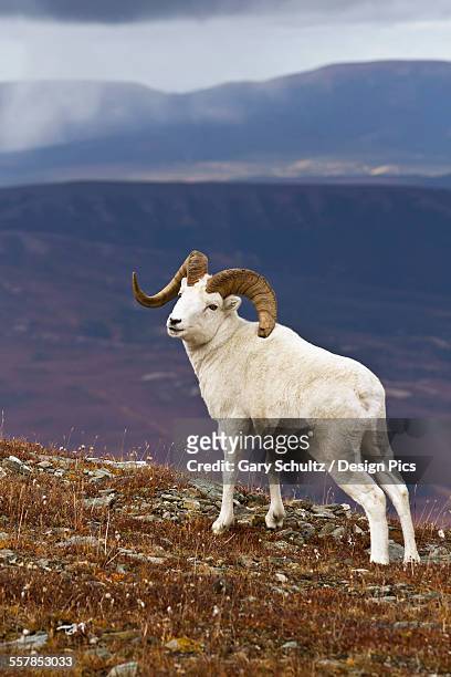 dalls sheep (ovis dalli) ram standing on ridge top in alpine tundra in autumn with snow clouds in background, denali national park - weißes dickhornschaf stock-fotos und bilder