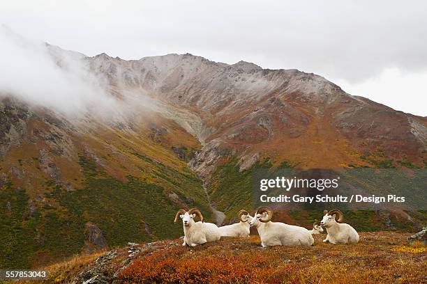 dalls sheep (ovis dalli) rams resting on alpine tundra on ridge in autumn, denali national park - weißes dickhornschaf stock-fotos und bilder