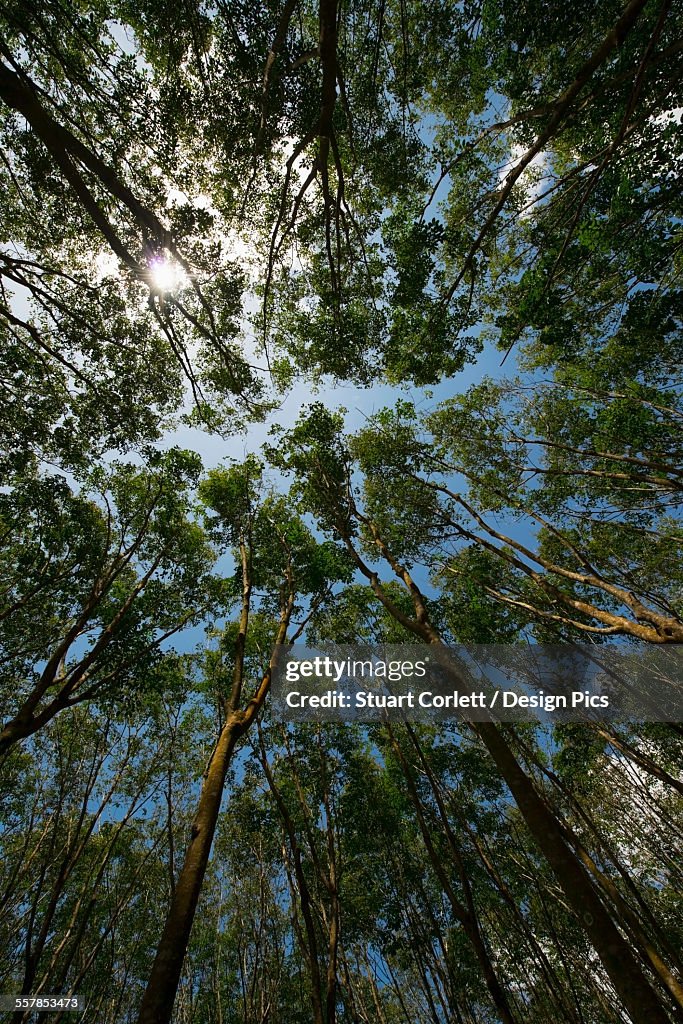 Low angle view of the tops of rubber trees and a blue sky