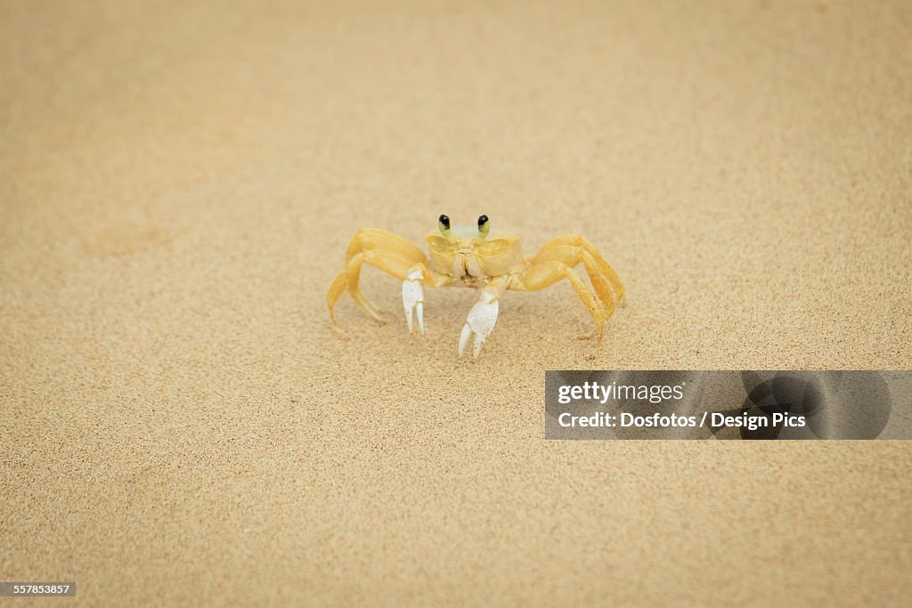 Crab on the sand in praia sancho