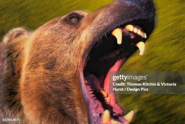 roaring grizzly bears face rocky mountains - bear attacking stock-fotos und bilder