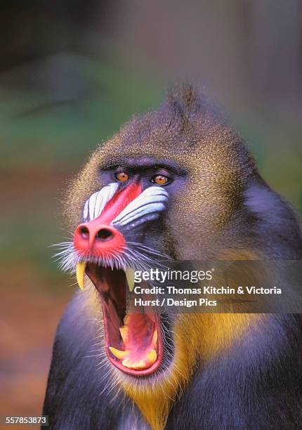 roaring mandrill baboon - mandrillo foto e immagini stock