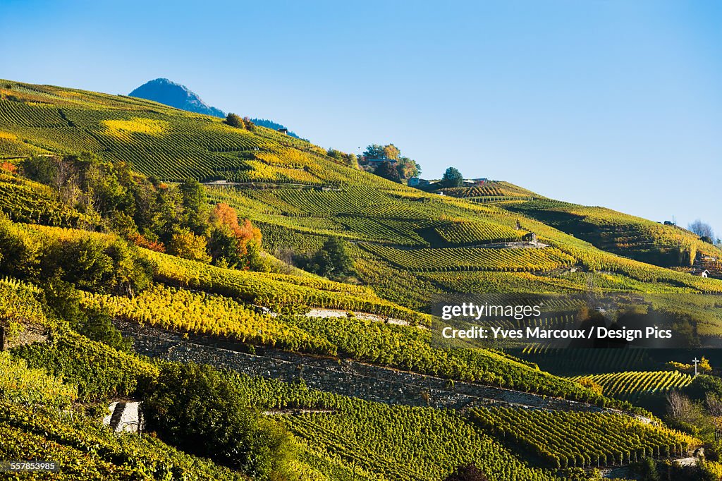 Vineyards