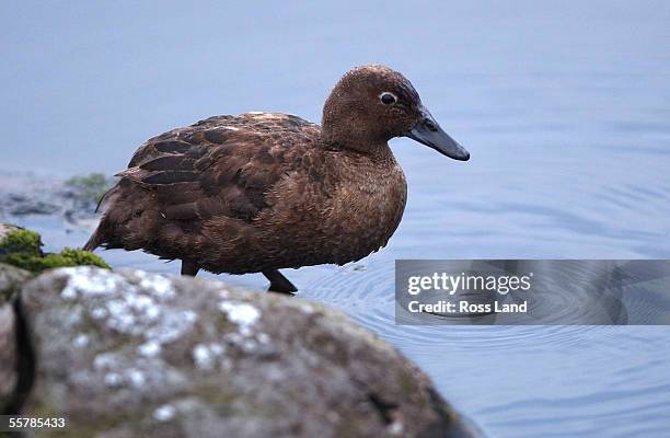 An Auckland Islands flightless Teal on Teal Lake, Enderby Island in the Auckland Islands group.