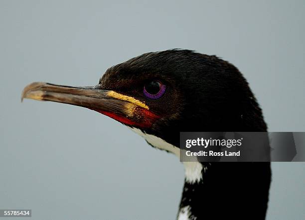 An Auckland Island Shag on Enderby Island in the subantarctic Auckland Islands group, 476 kilometres from the southern tip of New Zealands South...