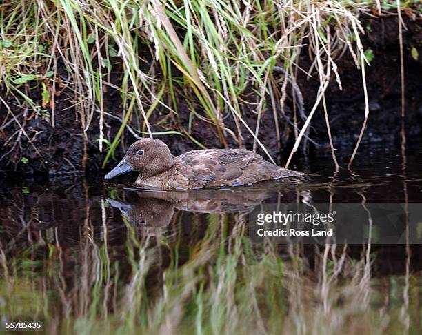 An Auckland Islands flightless Teal on Teal Lake, Enderby Island in the Auckland Islands group, 476 kilometres from the southern tip of New Zealands...