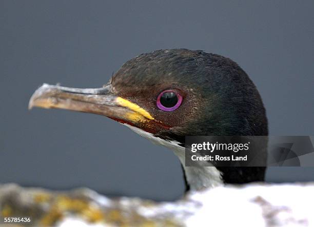 An Auckland Island Shag on Enderby Island in the subantarctic Auckland Islands group, situated 476 kilometres from the southern tip of New Zealands...