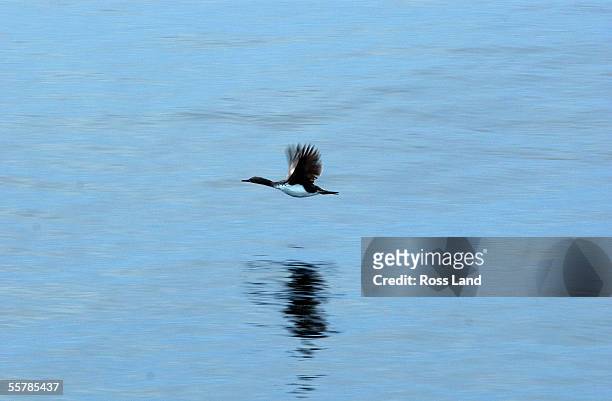 An Auckland Islands Shag flys close to the water in the subantarctic Auckland Islands group, situated 476 kilometres from the southern tip of New...