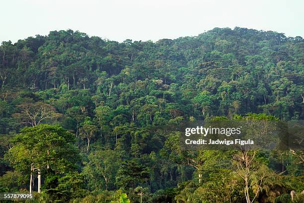 tropical rainforest in liberia, west africa - liberia fotografías e imágenes de stock