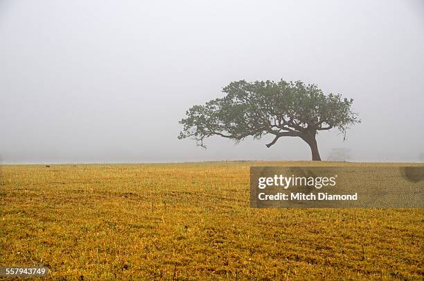 oak trees in the fog - サンタイネス ストックフォトと画像