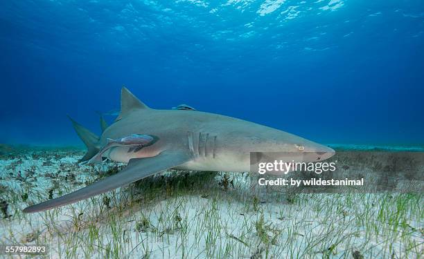 prominent pectoral - lemon shark stock pictures, royalty-free photos & images