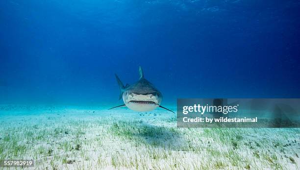 grin - tiger shark fotografías e imágenes de stock