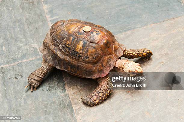 Turle Back View 1,517 Turtle Top View Stock Photos, High-Res Pictures, and Images ...