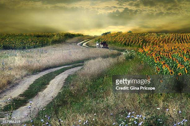 horsedrawn carriage and sunflower field - arad county romania stock pictures, royalty-free photos & images
