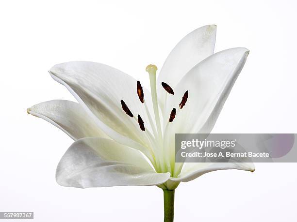 orchid (lilium candidum) - pistill bildbanksfoton och bilder