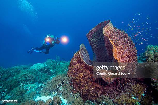 coral reef of the sulu sea - tubbataharevet bildbanksfoton och bilder