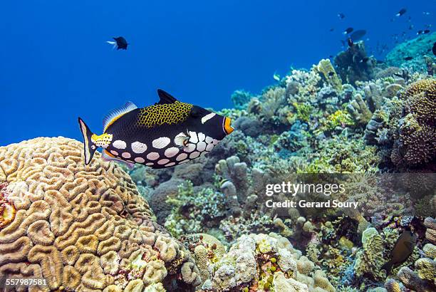 a clown triggerfish - clown triggerfish stock pictures, royalty-free photos & images