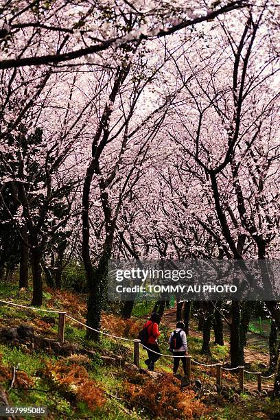 jeju cherry blossom - jeju island 個照片及圖片檔