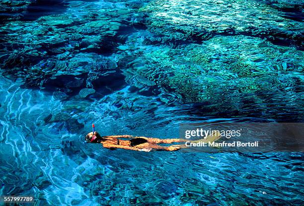 a girl snorkeling close a reef on red sea - sharm al sheikh stock-fotos und bilder