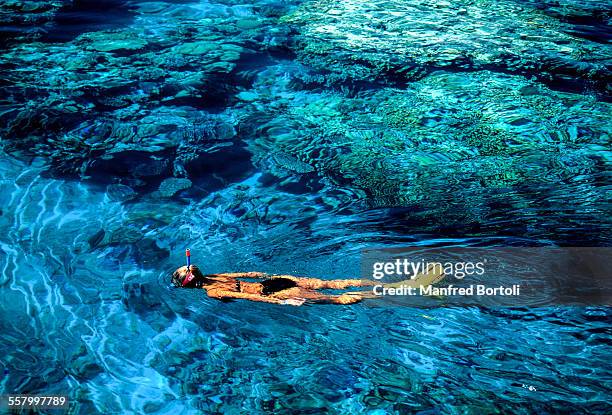 a girl snorkeling close a reef on red sea - sharm el sheikh stockfoto's en -beelden