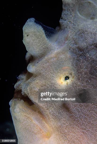 frogfish portrait - nuweiba stock pictures, royalty-free photos & images