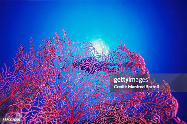 diver swim close to the sun through a red gorgonia - nuweiba stock pictures, royalty-free photos & images