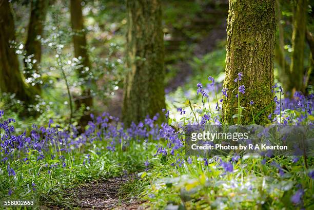spring sunlight on a woodland path - campainha família do lírio - fotografias e filmes do acervo