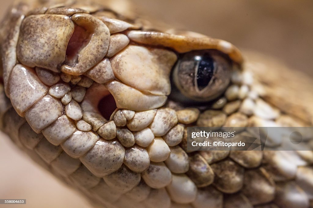 Rattle snake, extreme close up