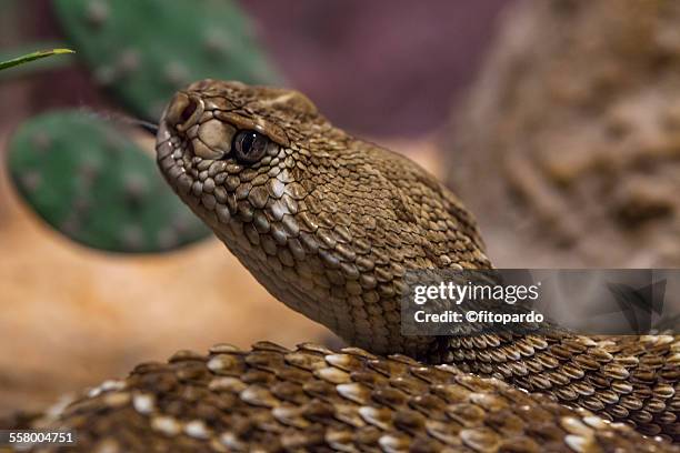 rattle snake, close up - eastern diamondback rattlesnake fotografías e imágenes de stock