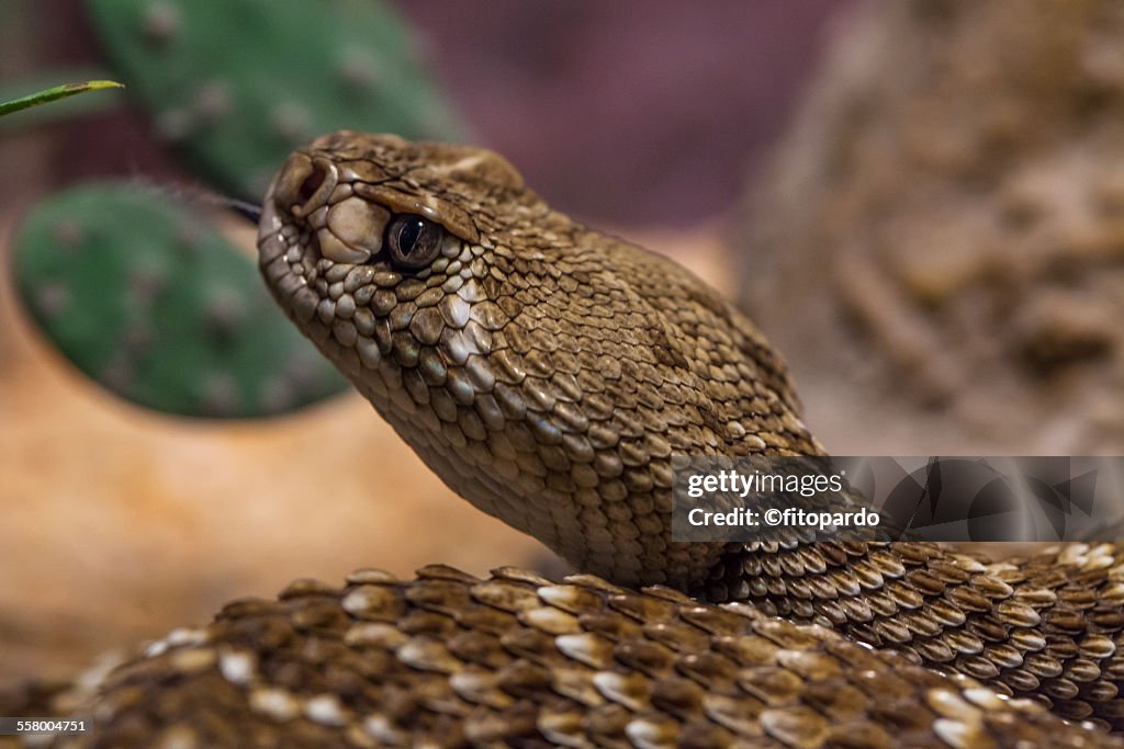 Rattle snake, close up
