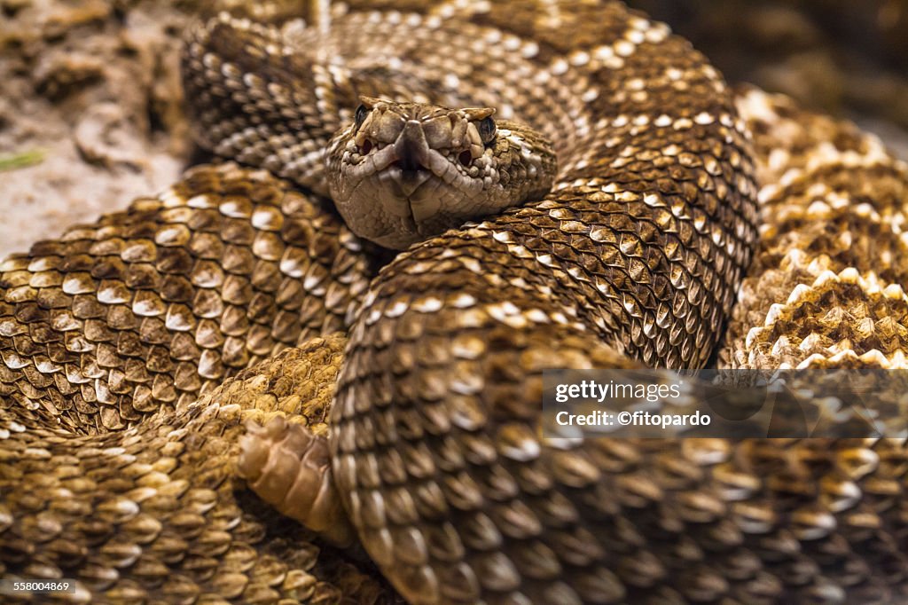 Rattle snake, close up