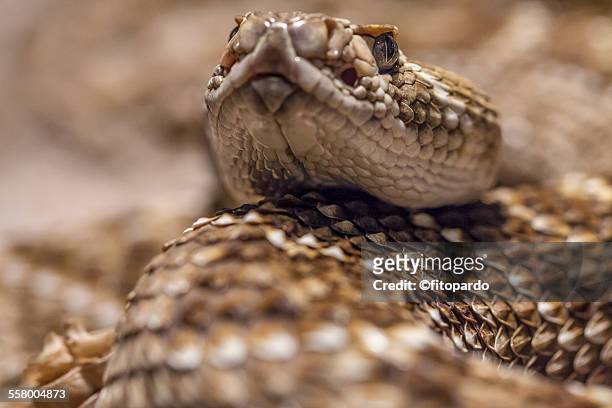rattle snake, extreme close up - eastern diamondback rattlesnake fotografías e imágenes de stock
