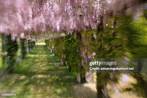 lilac - edoardogobattoni stockfoto's en -beelden