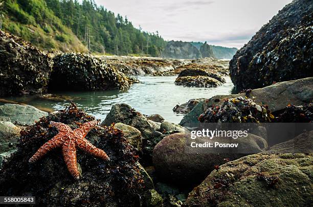 sea star on rialto beach - gezeitentümpel stock-fotos und bilder