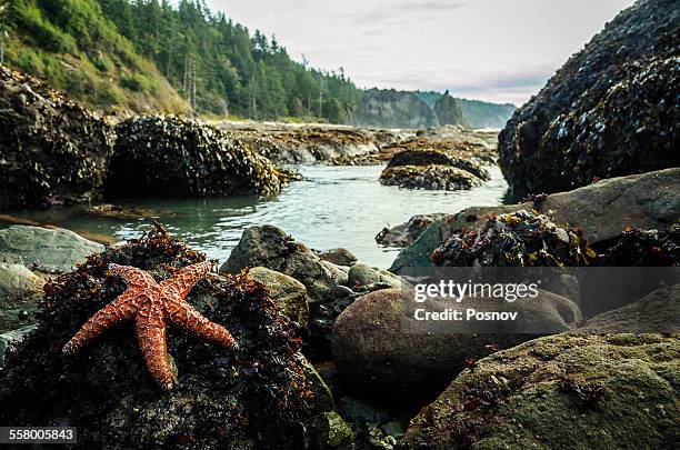 sea star on rialto beach - olympic national park stockfoto's en -beelden